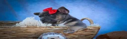 Frenchton dogs for sale: Quest - Ad 8