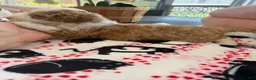 Mini Goldendoodle dogs for sale: Mini Goldendoodle 2 - Ad 12