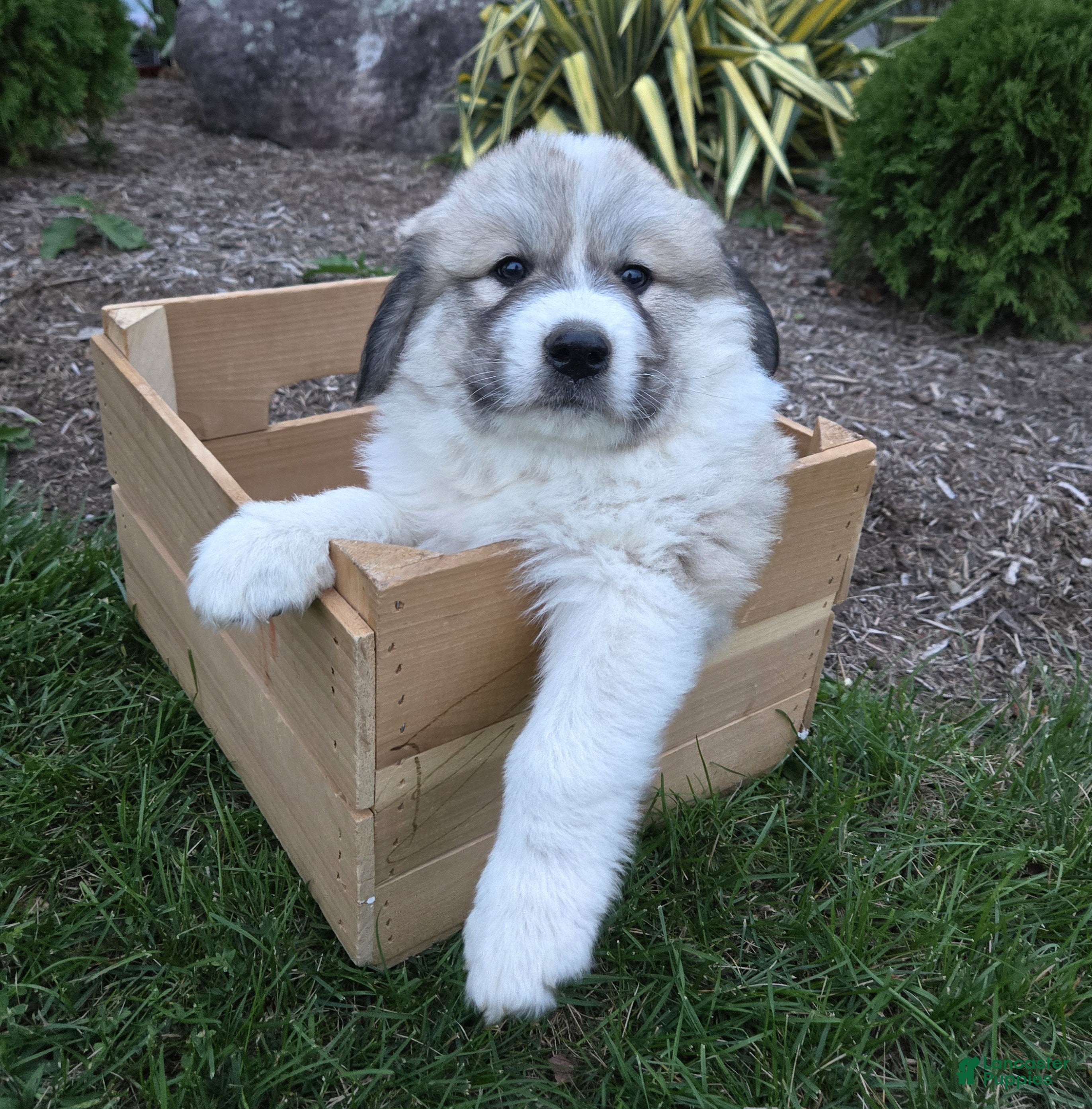 Great Pyrenees dogs Parker - Ad 2