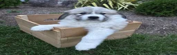 Great Pyrenees dogs for sale: Parker - Ad 2