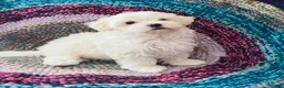 Maltipoo dogs for sale: Maltipoo- Marshall  - Ad 3