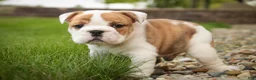 English Bulldog dogs for sale: Ottis English Bulldog Puppy  - Ad 6