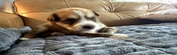 Mixed Breed dogs for sale: Big Blue - Boy - Ad 7