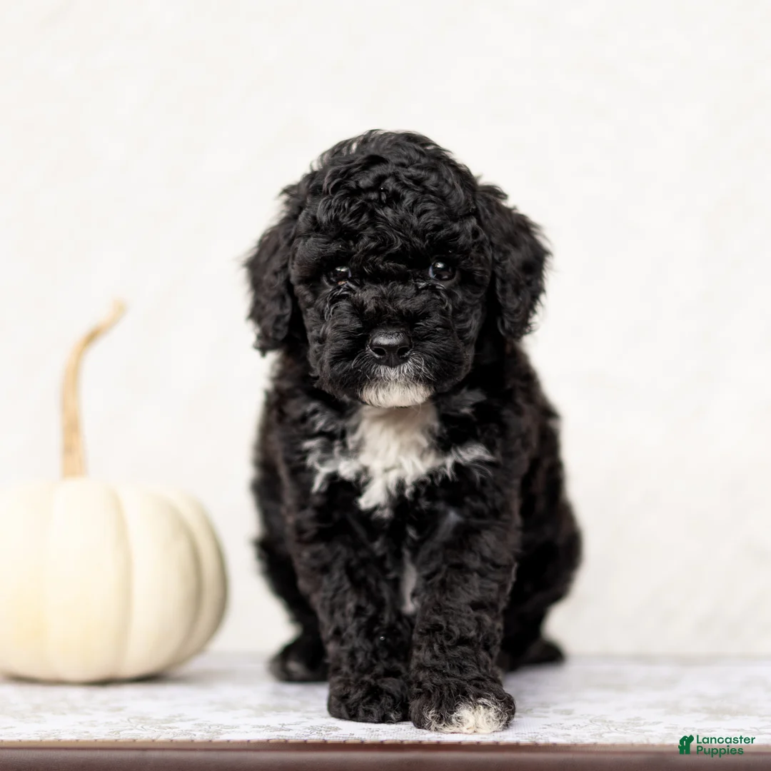 Mini Goldendoodle dogs for sale: Ronak - Ad 2