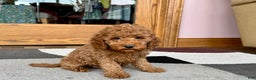 Cockapoo dogs for sale: Waylon - Ad 5