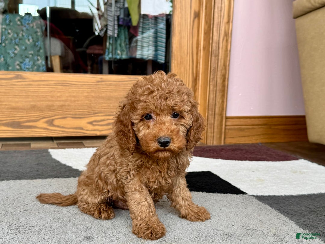 Cockapoo dogs for sale: Waylon - Ad 5