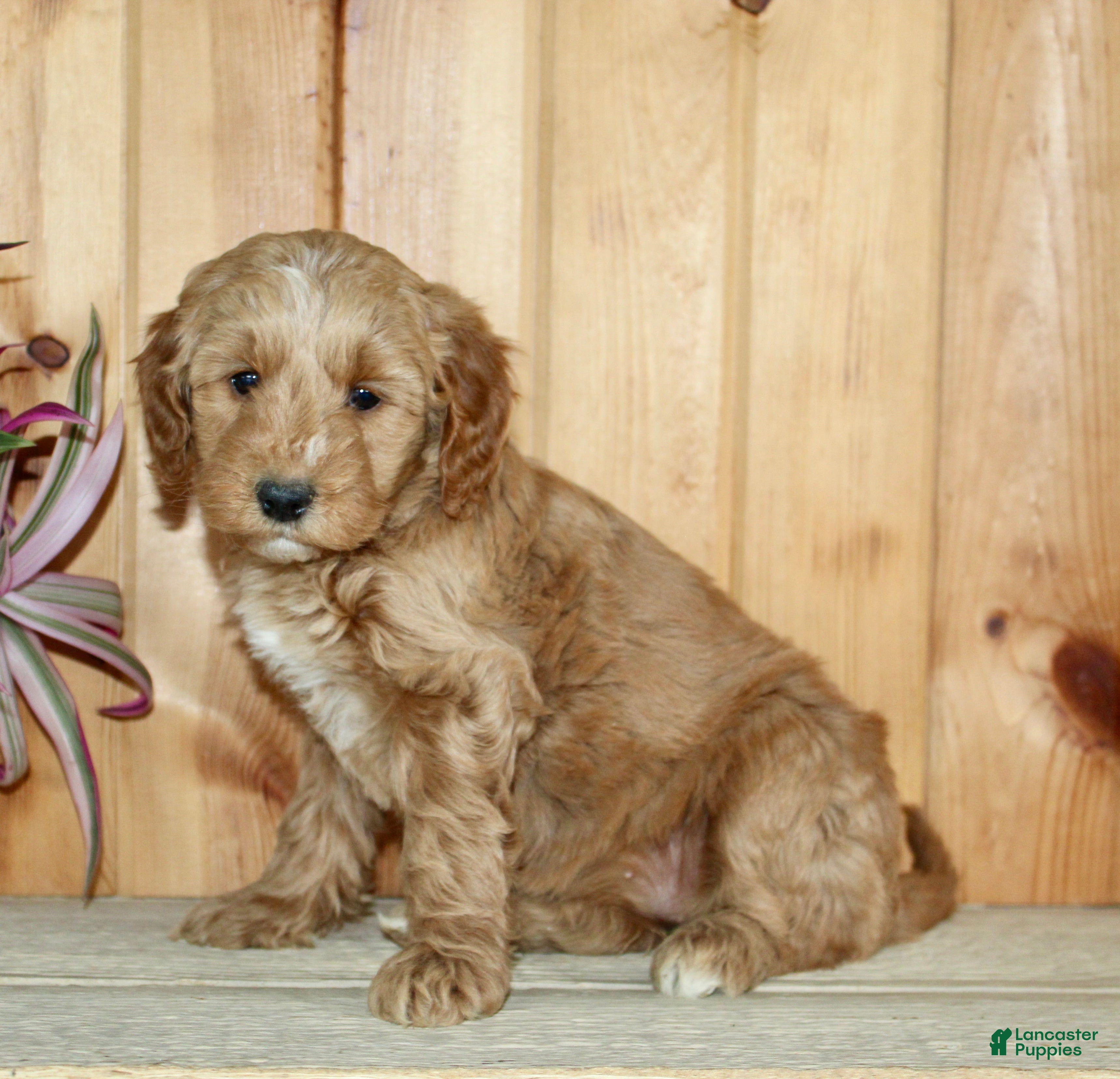 Mini Goldendoodle dogs Olive  - Ad 2