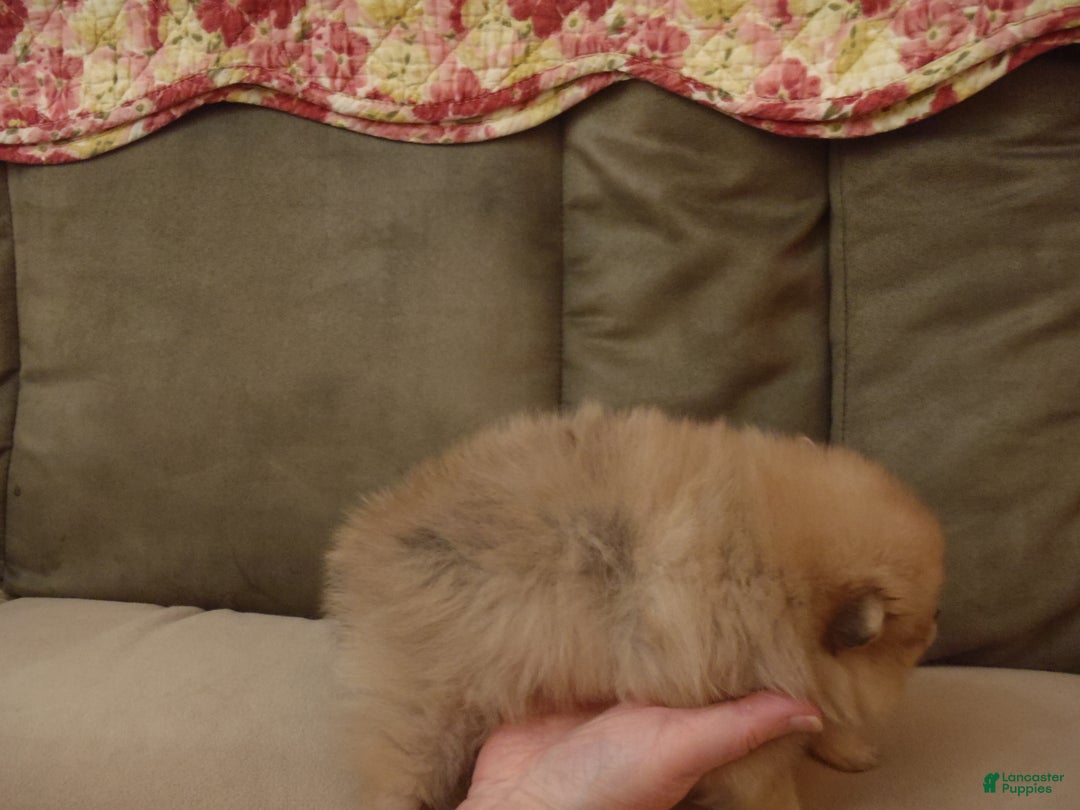 Pomeranian dogs for sale: Pomeranian Puppy 3 - Ad 2