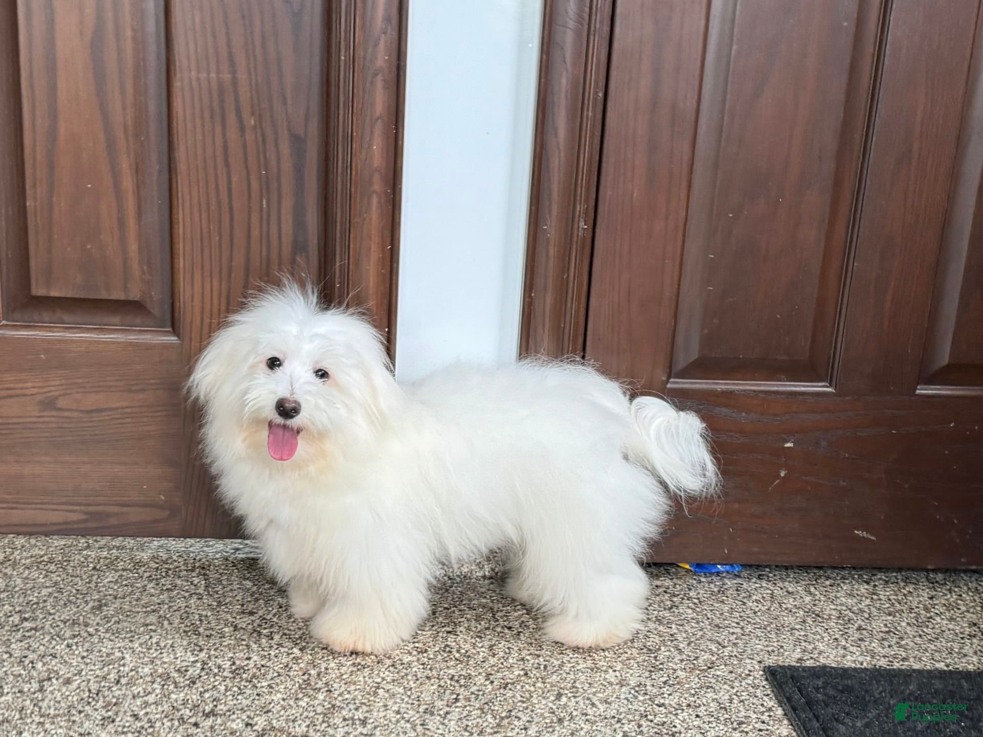 Coton De Tulear dogs Jj - Ad 1