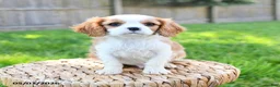 Cavalier King Charles Spaniel dogs for sale: Georgie - Ad 3