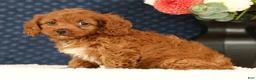 Cavapoo dogs for sale: Fay - Ad 5