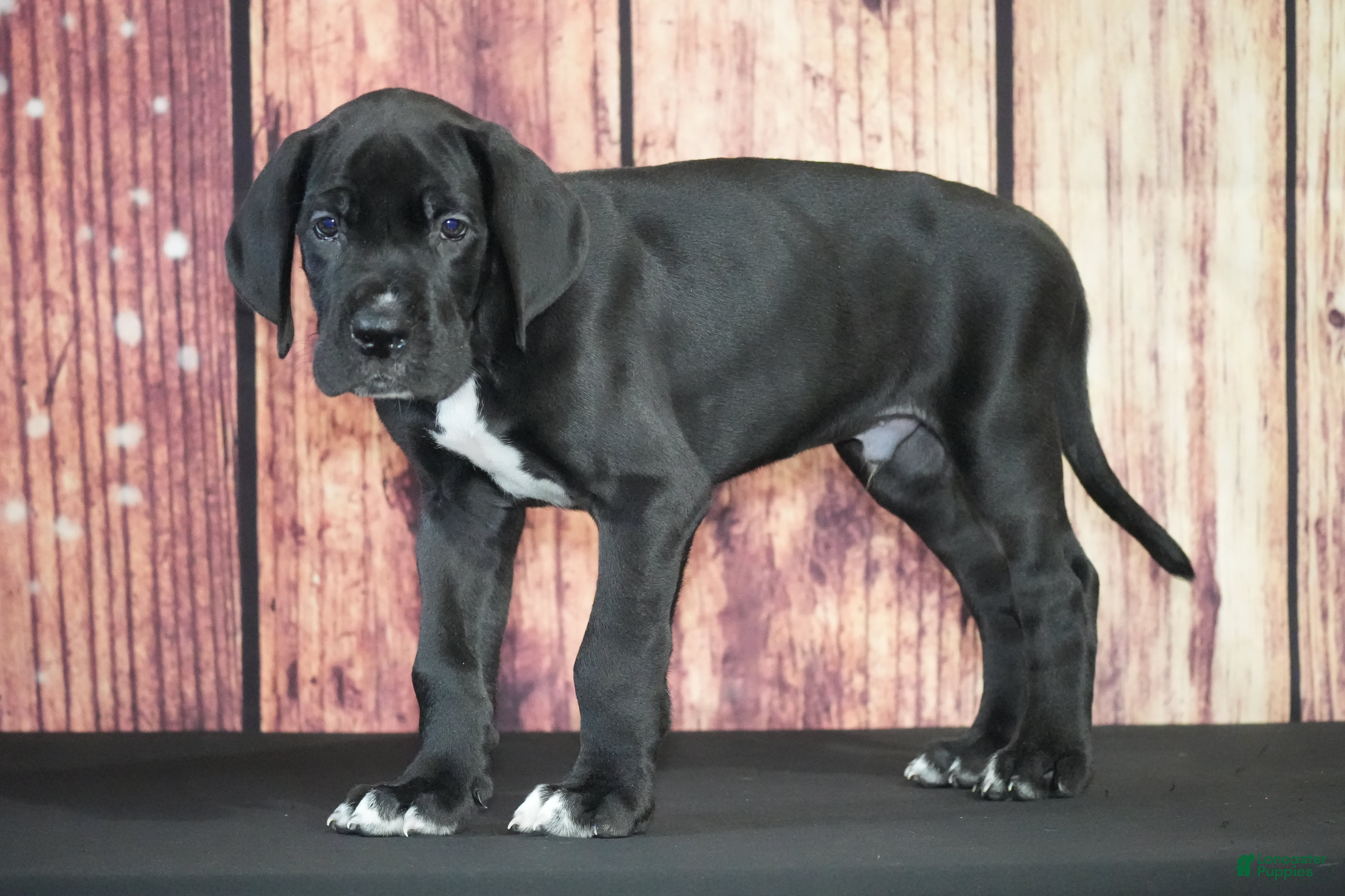 Great Dane dogs Great Dane 3 - Ad 25