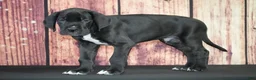 Great Dane dogs for sale: Great Dane 3 - Ad 1