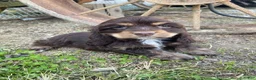 Cocker Spaniel dogs for sale: Snickers - Ad 13
