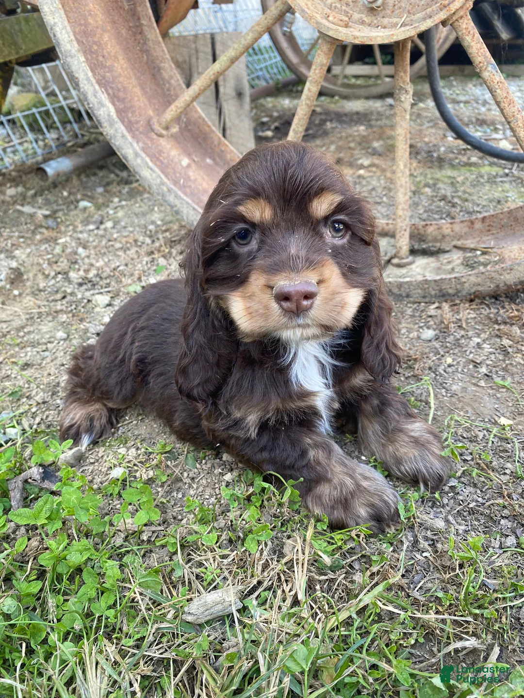 Cocker Spaniel dogs for sale: Snickers - Ad 13