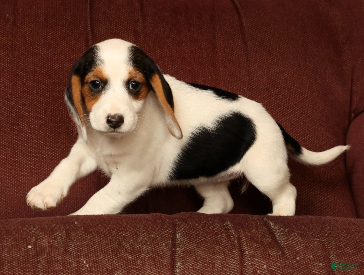 Beagle dogs for sale: Candy - Ad 8