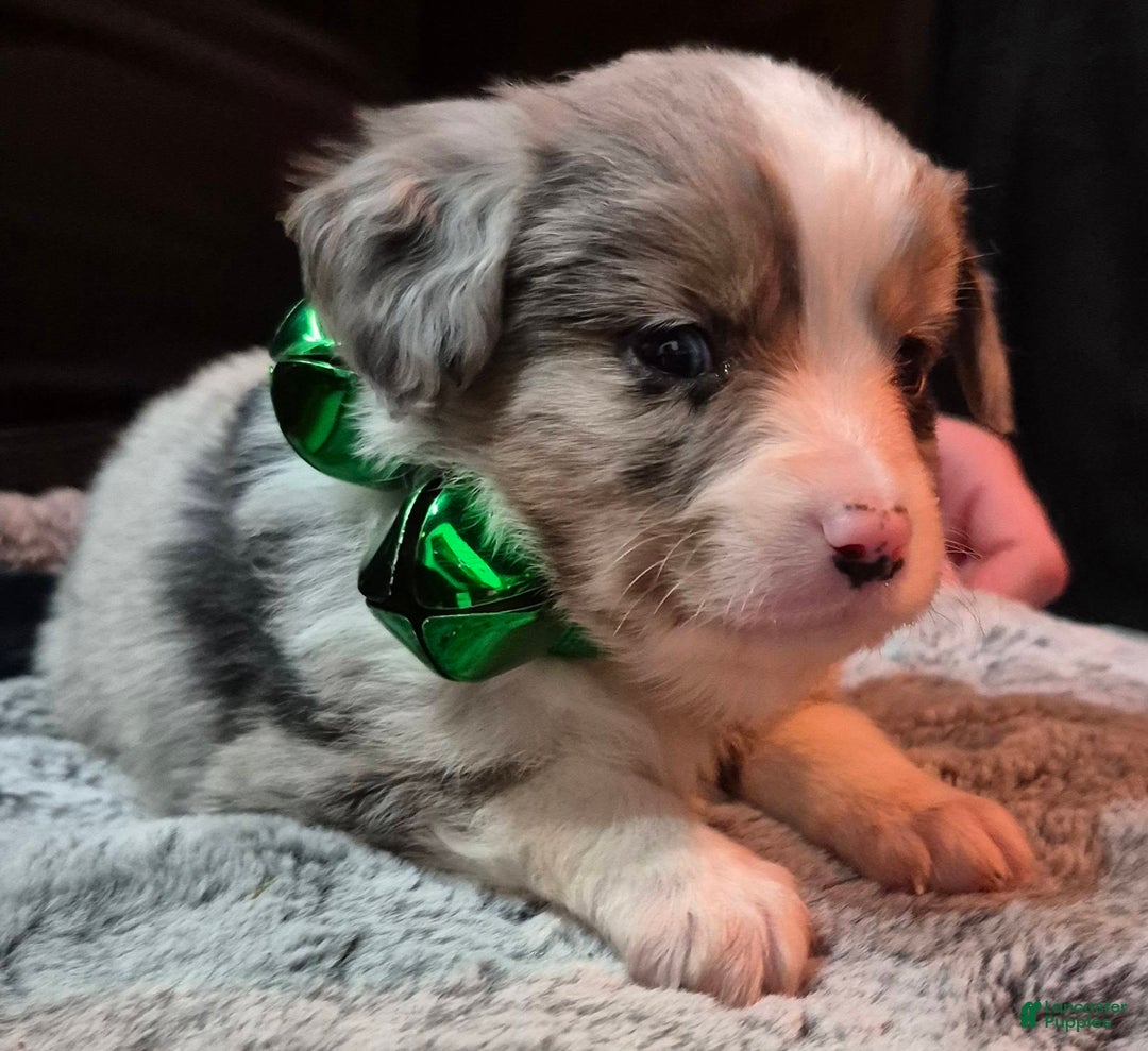 Toy Australian Shepherd dogs for sale: Toy Australian Shepherd Puppy 4 - Ad 5