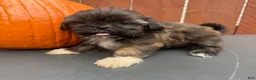 Shih Tzu dogs for sale: Sprinkles - Ad 5