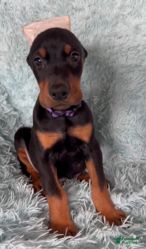 Doberman Pinscher dogs Doberman Pinscher 5 - Ad 25