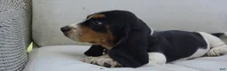 Basset Hound dogs for sale: Milo - Ad 2