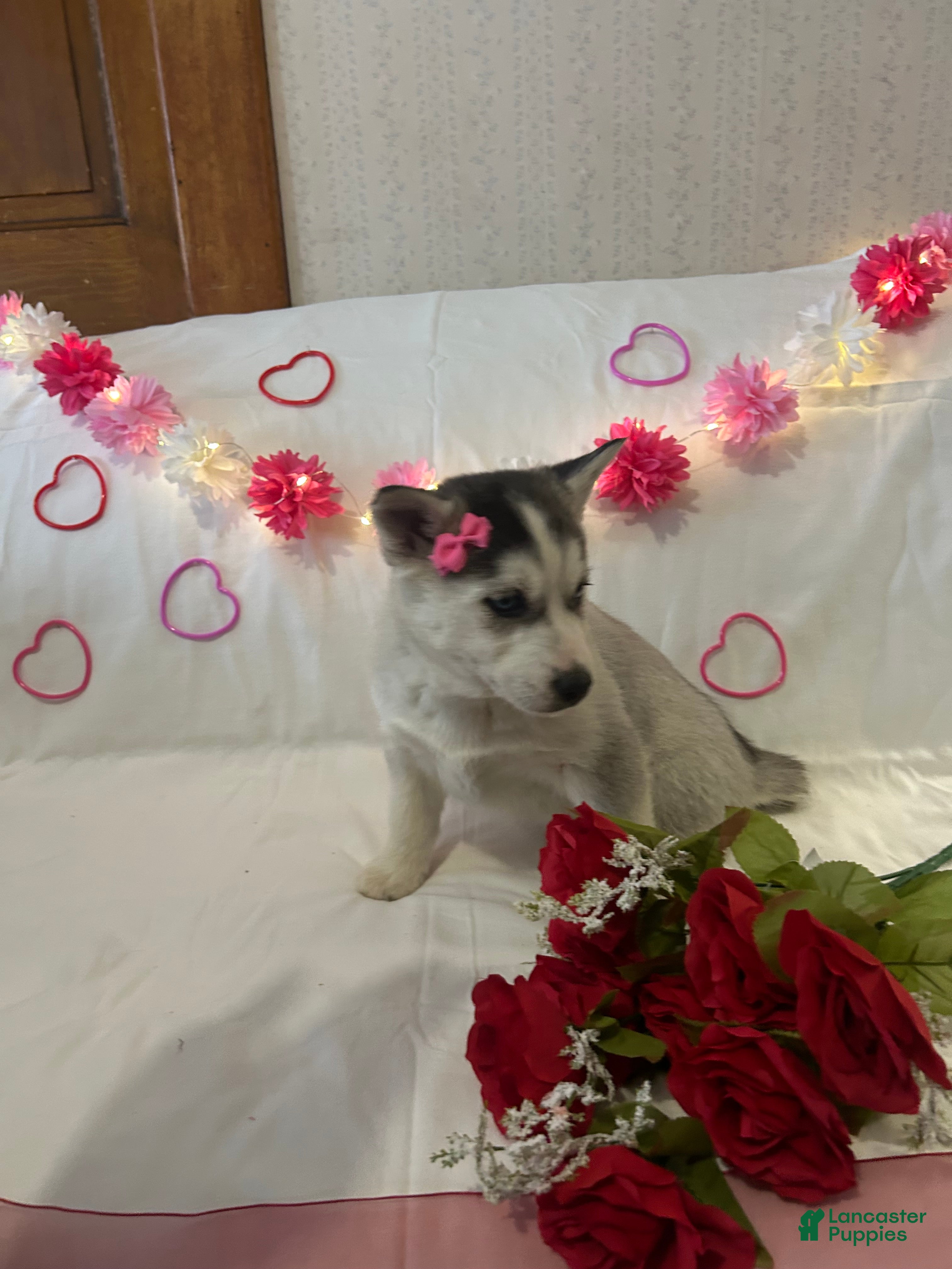 Siberian Husky dogs Siberian Husky Puppy 3 - Ad 1