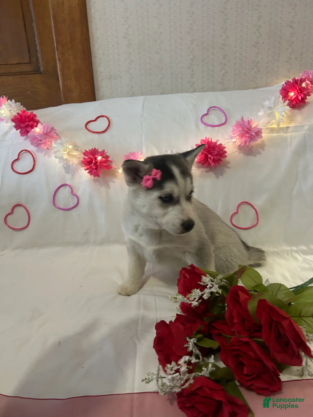 Siberian Husky dogs for sale: Siberian Husky Puppy 3 - Ad 1