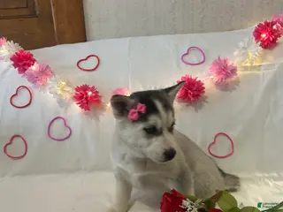 Siberian Husky dogs Siberian Husky Puppy 3 - Ad 1