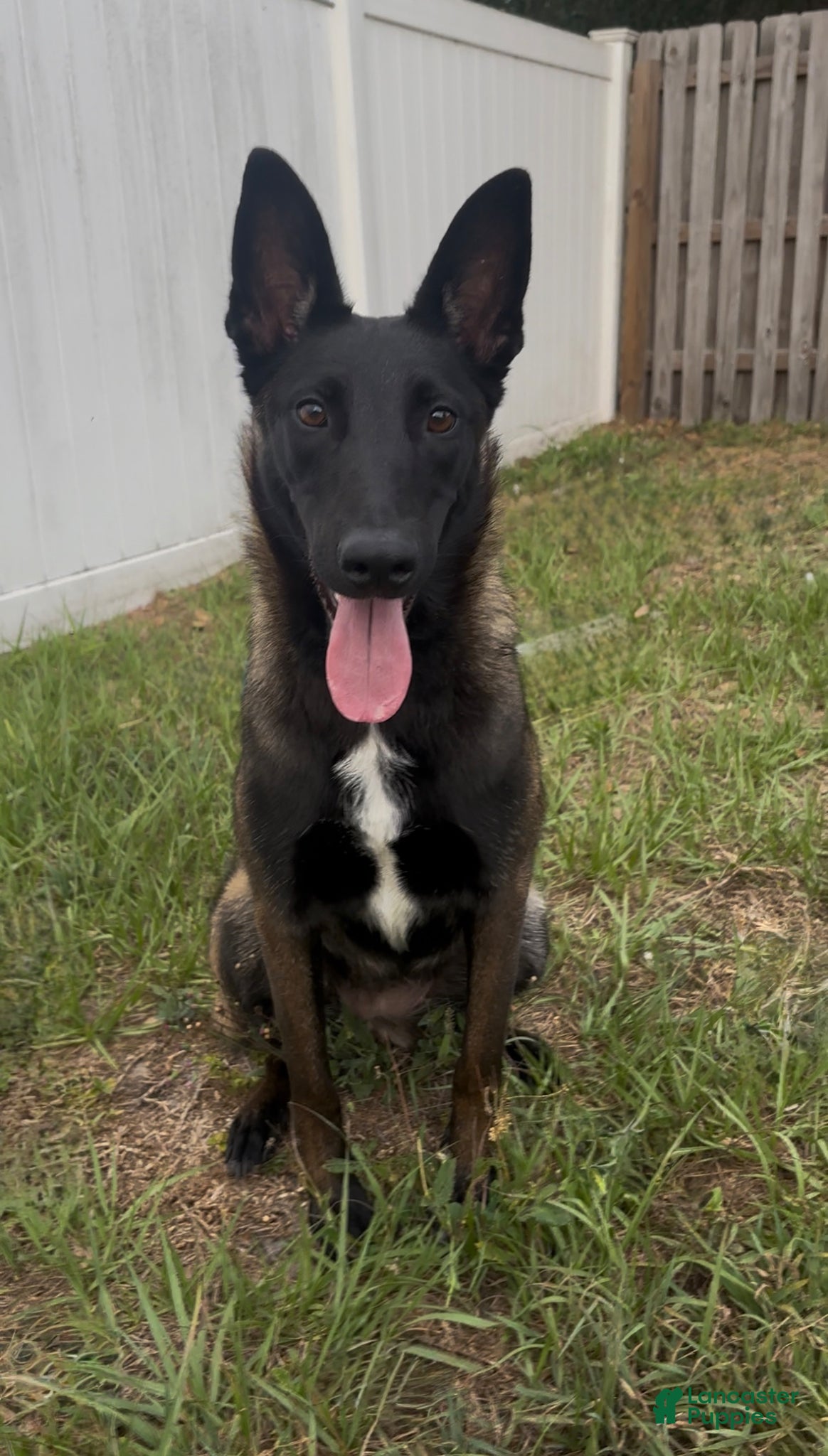 Belgian Malinois dogs for sale: Rogue - Ad 4