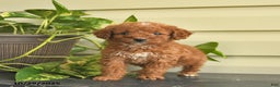 Miniature Poodle dogs for sale: Magnolia  - Ad 2