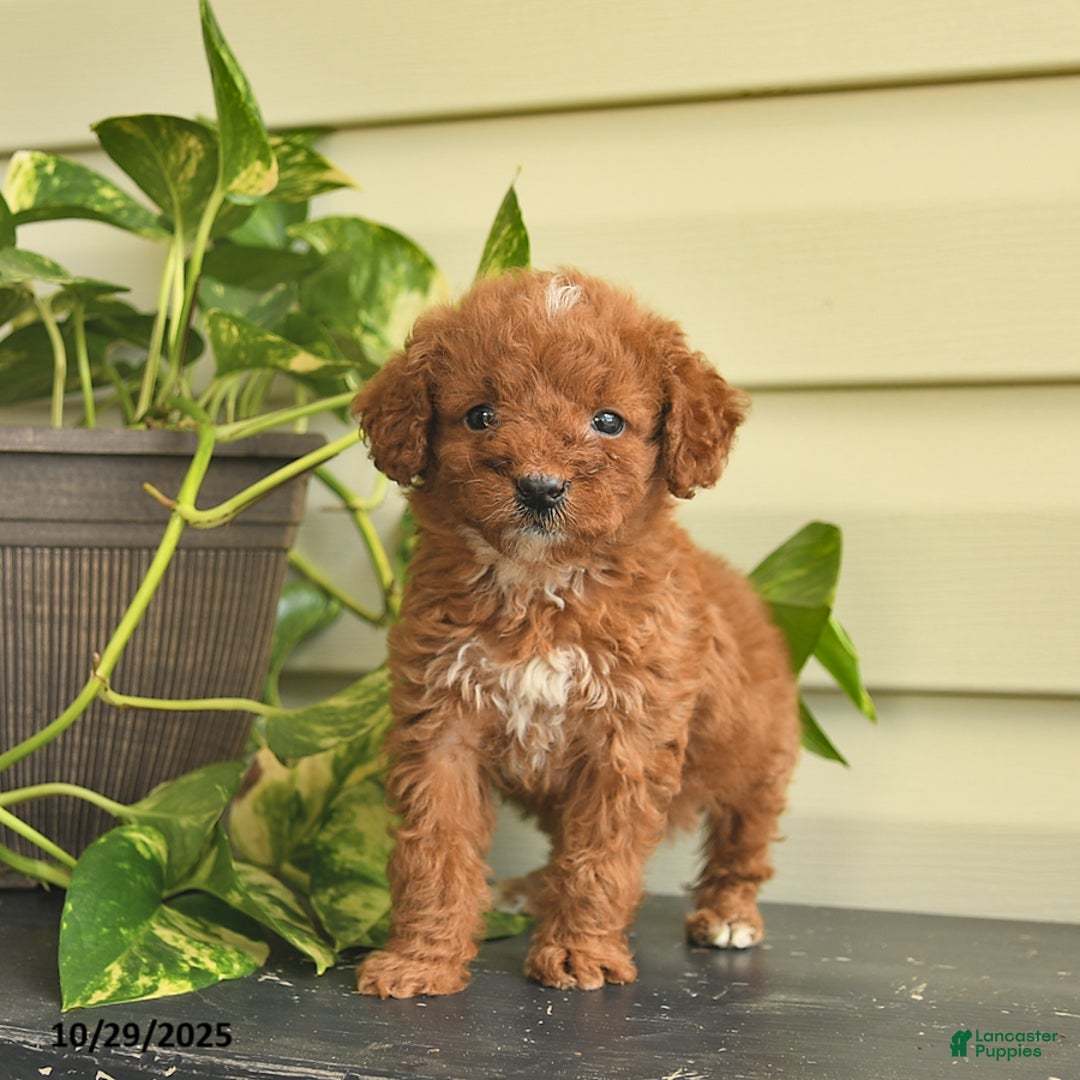 Miniature Poodle dogs for sale: Magnolia  - Ad 2