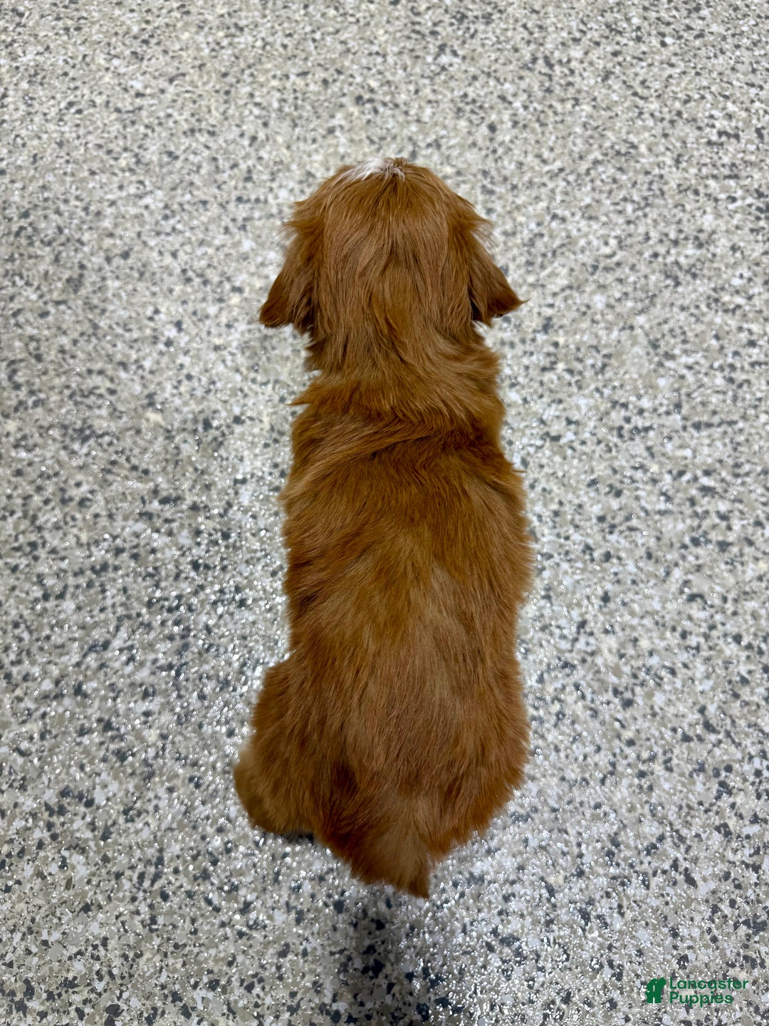 Mini Goldendoodle dogs for sale: Liam - Ad 3