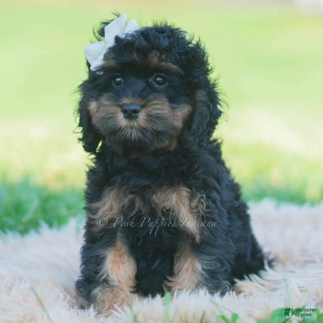Cavapoo dogs for sale: Mindy - Ad 2
