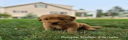 Golden Retriever dogs for sale: Rose (Pink Collar) - Ad 1