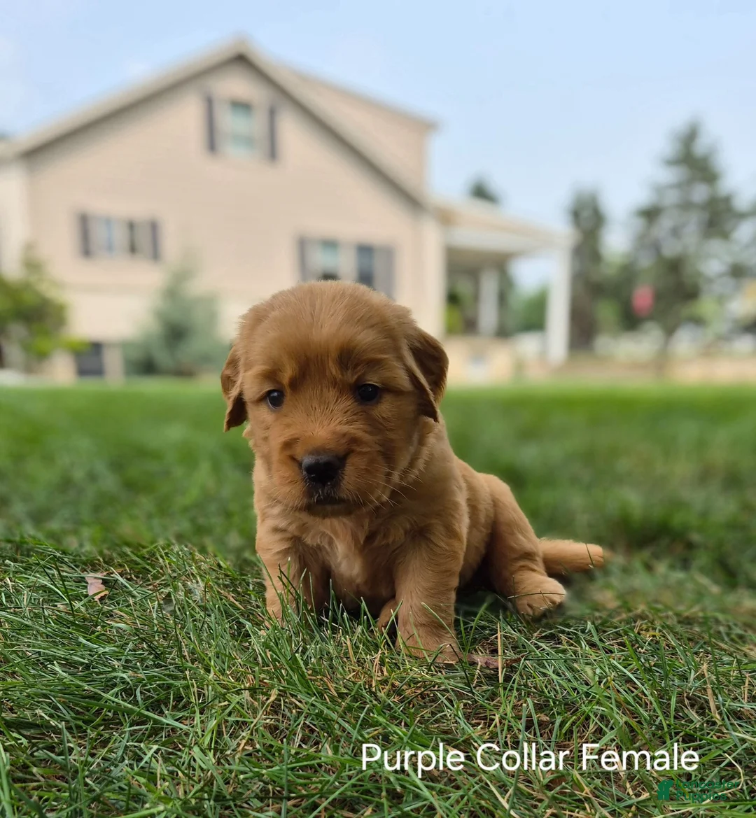 Golden Retriever dogs for sale: Rose (Pink Collar) - Ad 1