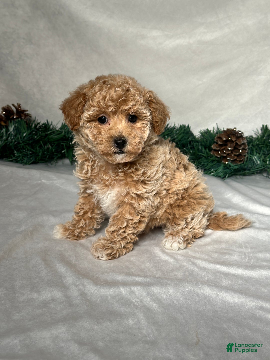 Bichpoo dogs for sale: Sara - Ad 2