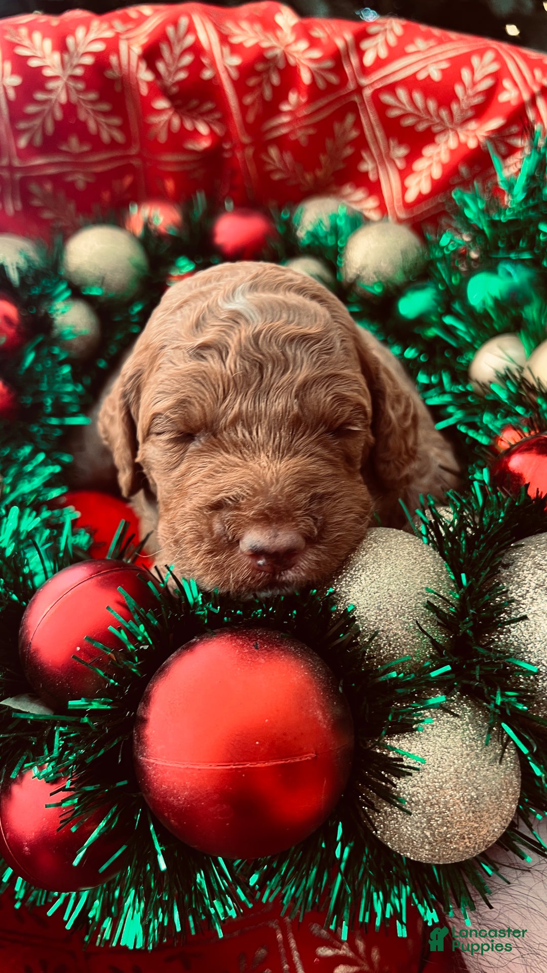 Goldendoodle dogs for sale: Bliss – Red Medium Goldendoodle (F) – Therapy Temperament Candidate - Ad 2
