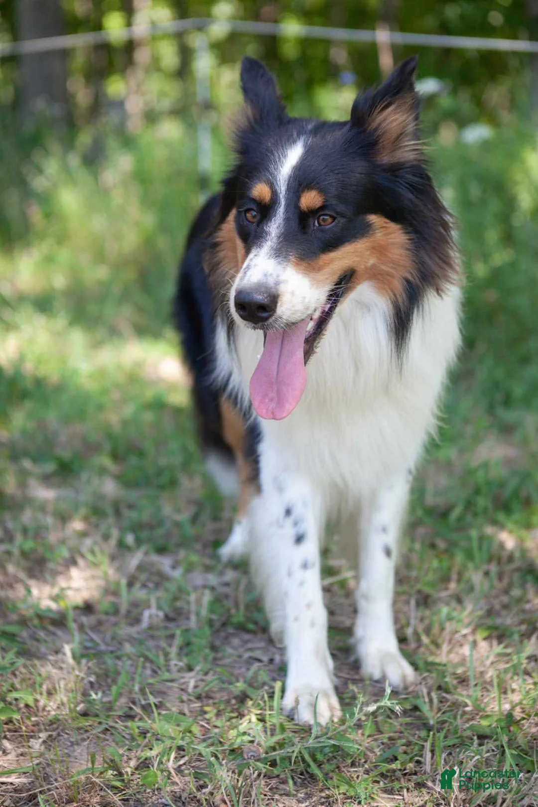 Gallery Image {{count}}