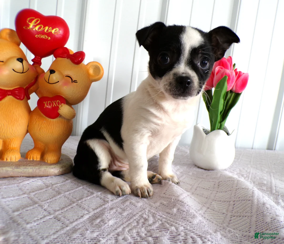 Chihuahua dogs for sale: Chihuahua Puppy 3 - Ad 2