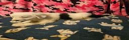 Border Collie dogs for sale: Inman BLUE EYES - Ad 6