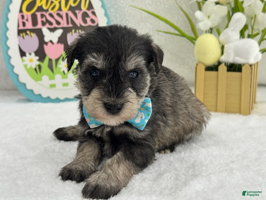 Miniature Schnauzer dogs for sale: Bleu Male 1 Blue Eyes - Ad 2