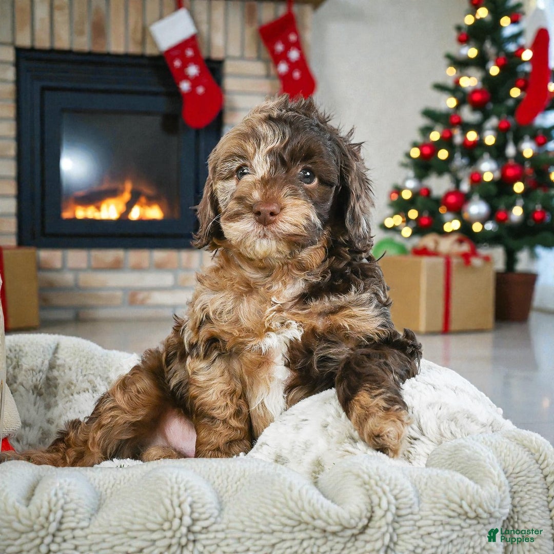 Cockapoo dogs for sale: jasper - Ad 3