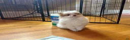 Pomeranian dogs for sale: Pomeranian 1 - Ad 1