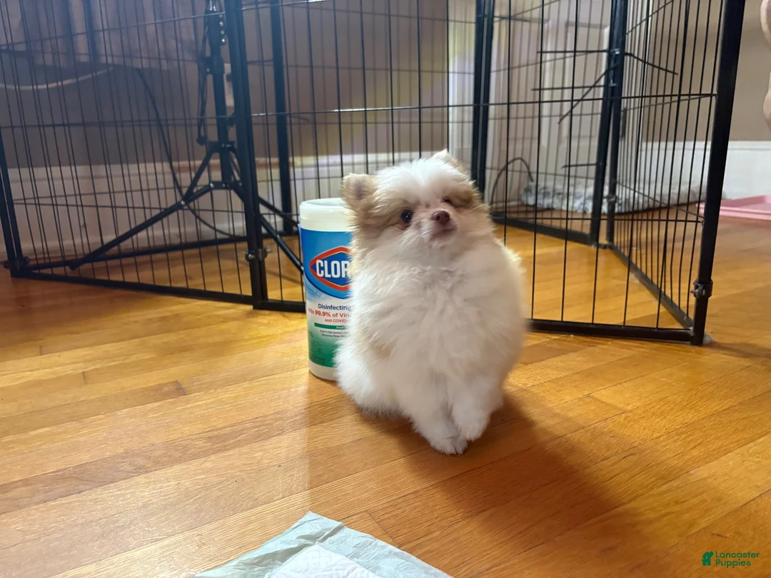 Pomeranian dogs for sale: Pomeranian 1 - Ad 1