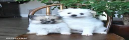 Pomeranian dogs for sale: Tulip - Ad 5