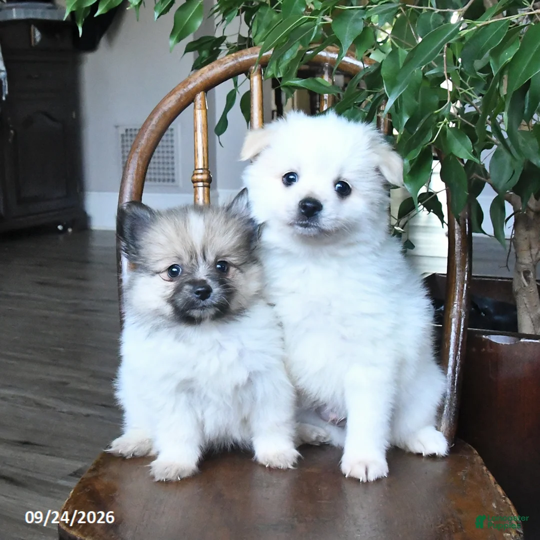 Pomeranian dogs for sale: Tulip - Ad 5