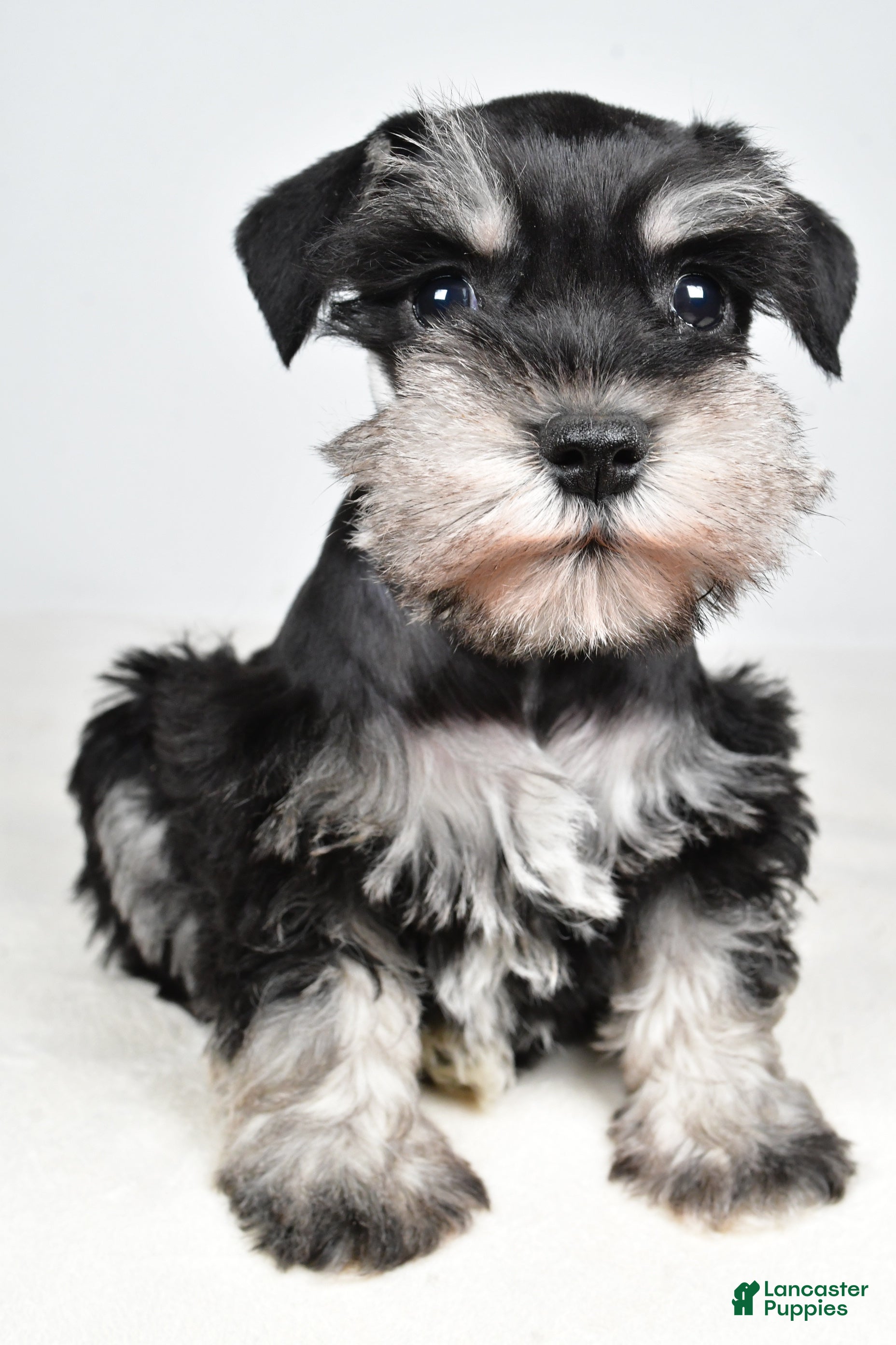 Miniature Schnauzer dogs Connie - Ad 2