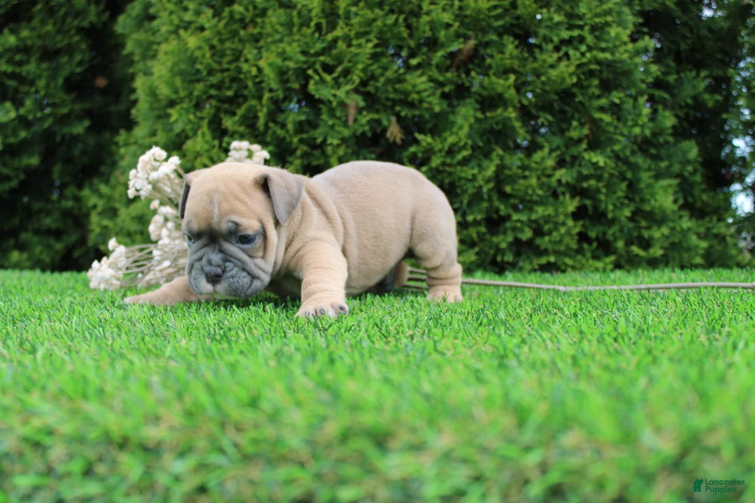English Bulldog dogs for sale: Dallas - Ad 2