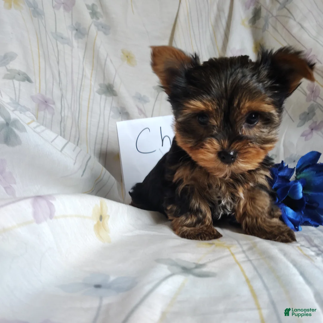 Yorkshire Terrier dogs for sale: Champ - Ad 3