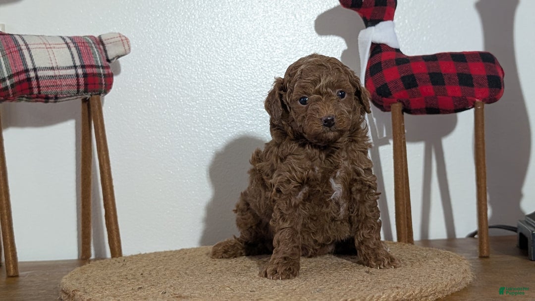 Miniature Poodle dogs for sale: Max - Ad 10