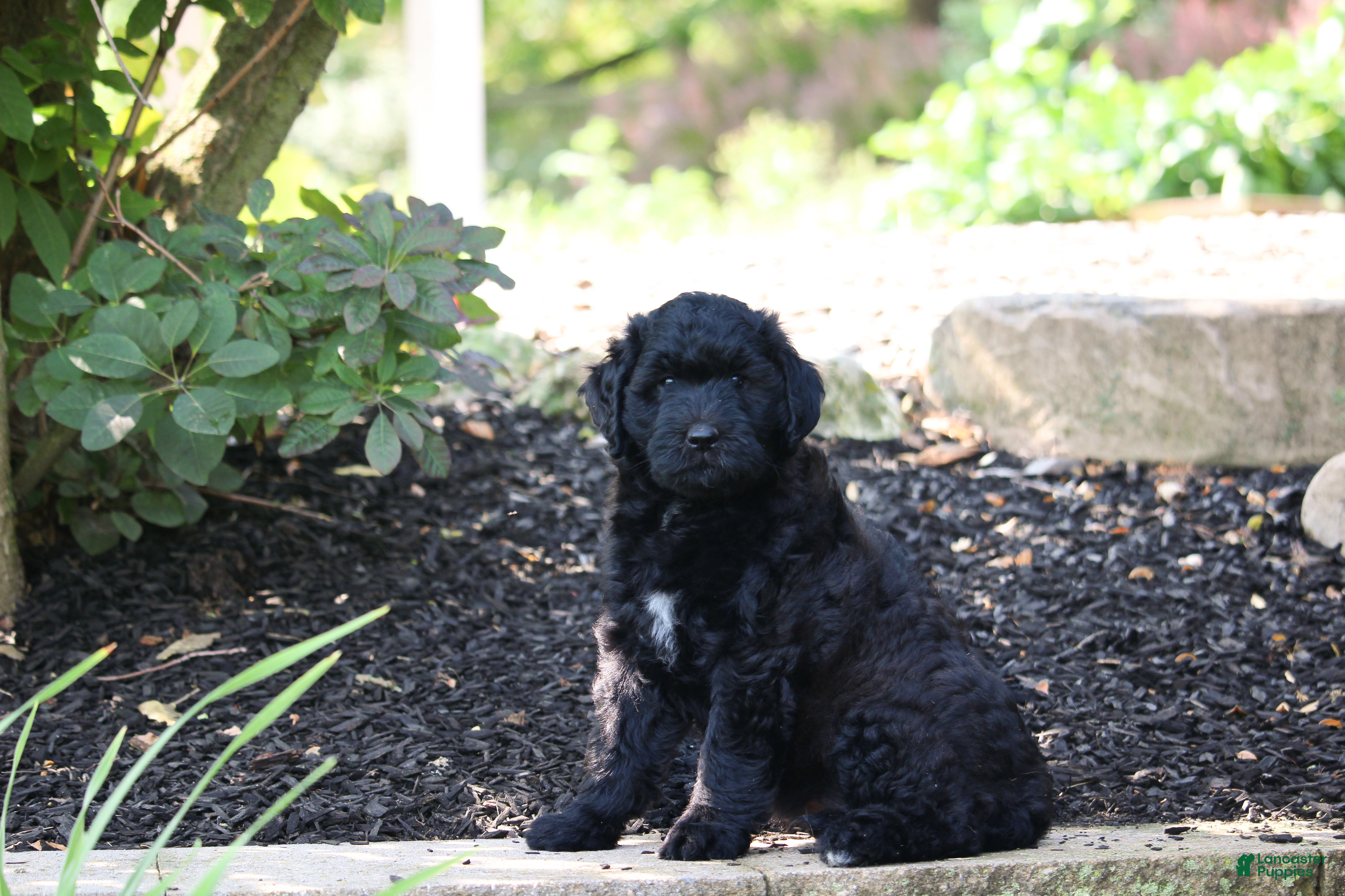 Mini Goldendoodle dogs Rex - Ad 1